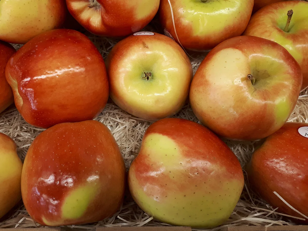 앰브로시아 apple photo thumbnail 2