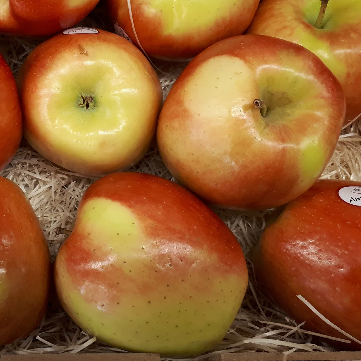 앰브로시아 apple photo thumbnail 3