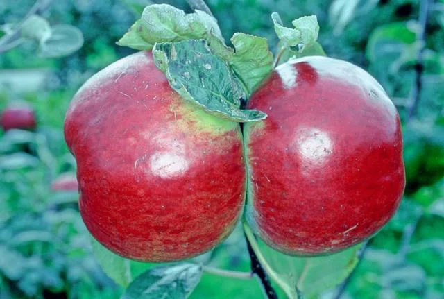 코틀랜드 apple photo thumbnail 2