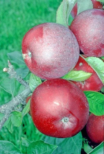 엠파이어 apple photo thumbnail 2