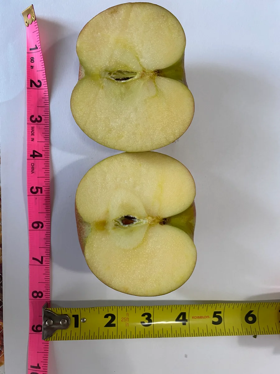 에버크리스프 apple photo thumbnail 2