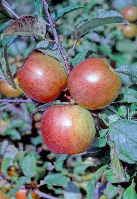 후지 apple photo thumbnail 2