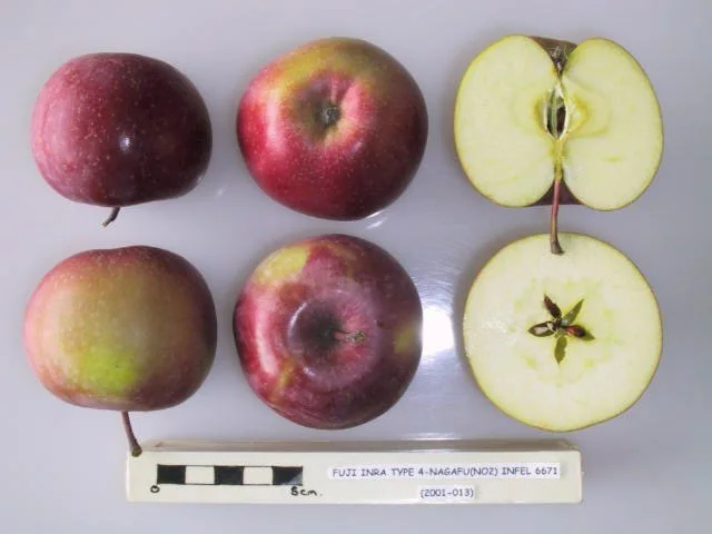 후지 apple photo thumbnail 3