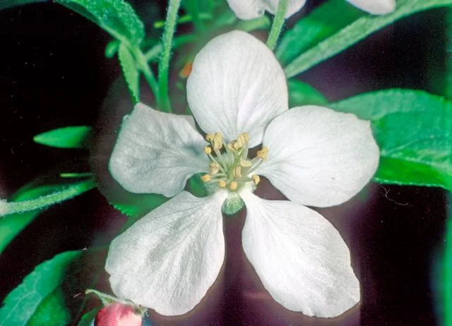 골든 딜리셔스 apple photo thumbnail 2