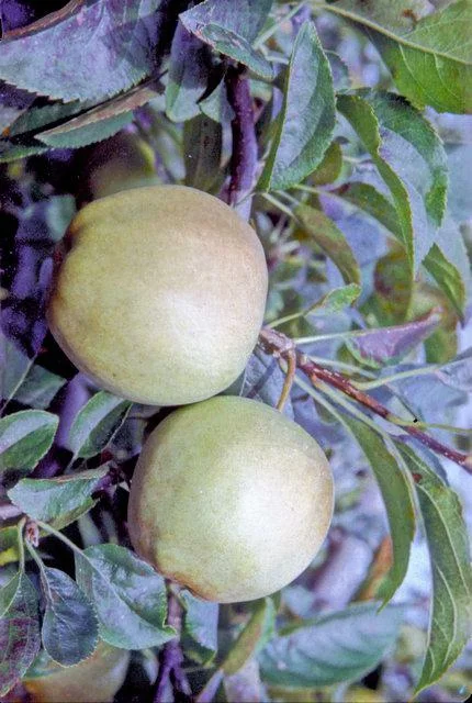 골든 딜리셔스 apple photo thumbnail 3