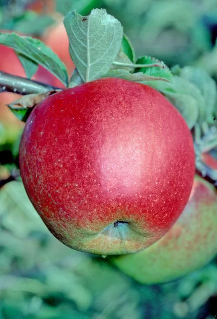 조나골드 apple photo thumbnail 2