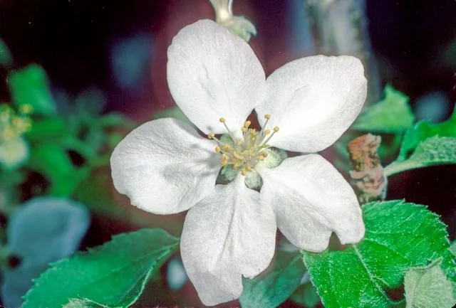 조나골드 apple photo thumbnail 3