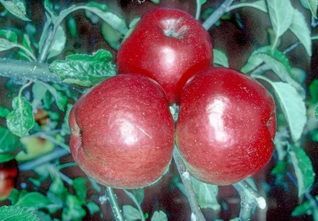 조나단 apple photo thumbnail 2