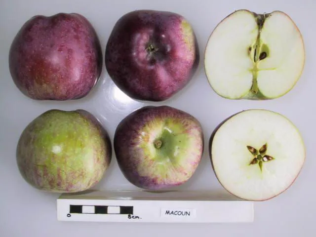 Macoun apple photo thumbnail 2