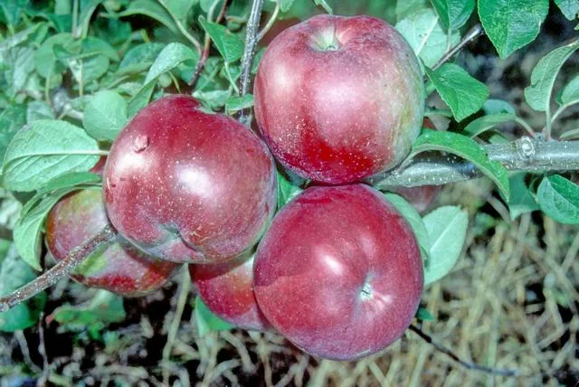 매킨토시 apple photo thumbnail 2