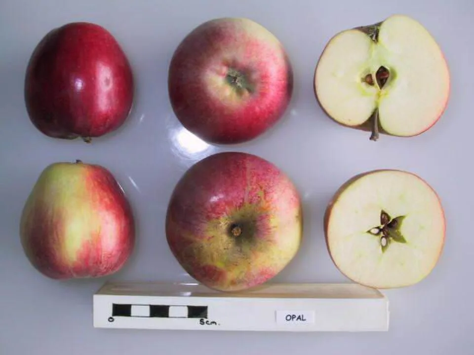 Opal apple photo thumbnail 2