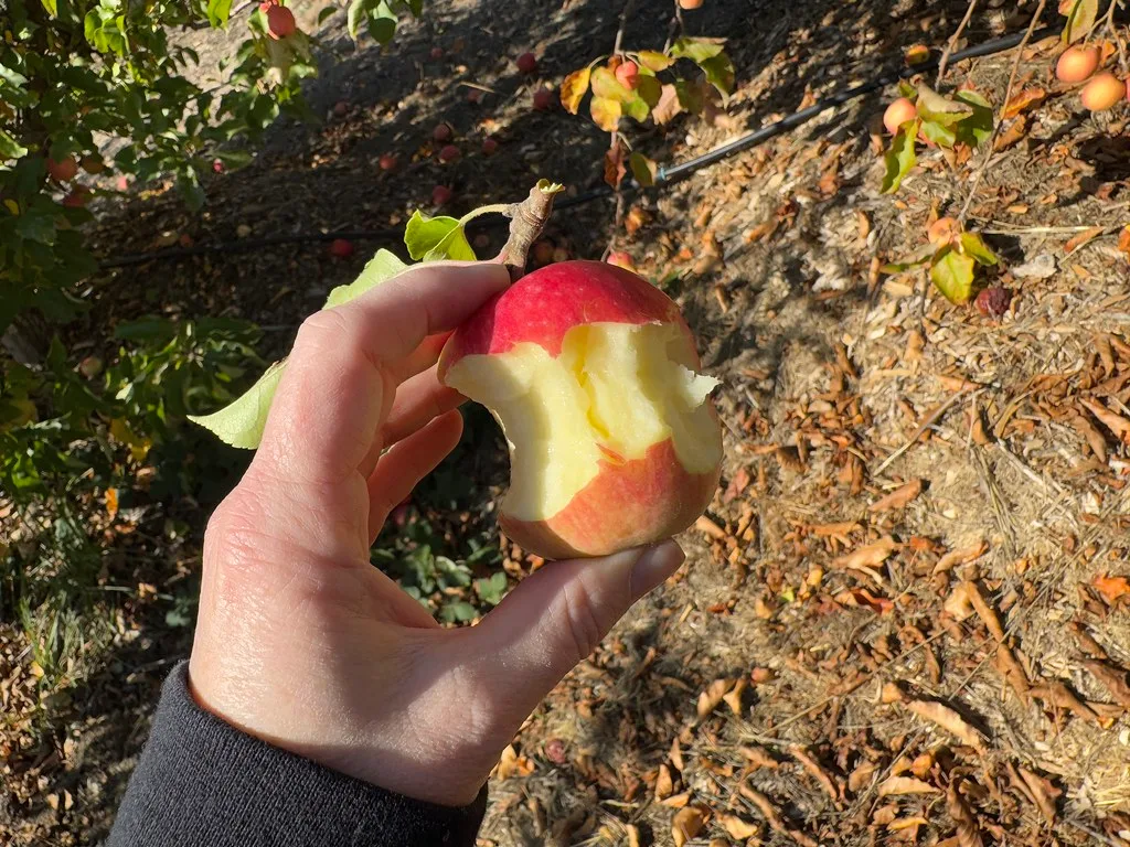 Pink Lady apple photo thumbnail 2