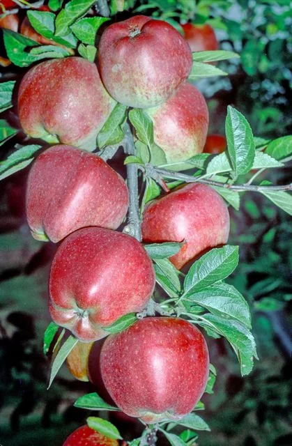 레드 딜리셔스 apple photo thumbnail 2