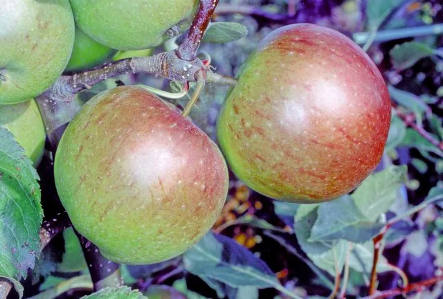 로마 apple photo thumbnail 2