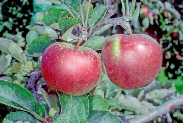 와인샙 apple photo thumbnail 2